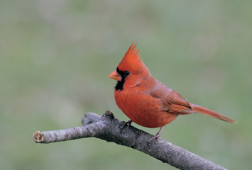 Male Northern Cardinal in Winter