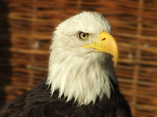 eagle