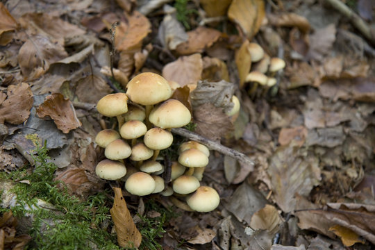 Fungus 3