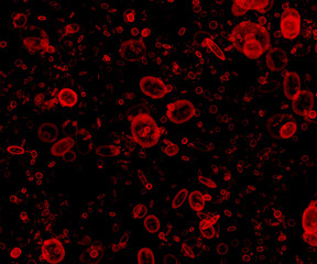 Fototapeta na wymiar Intense zaśmiecania komórek krwi