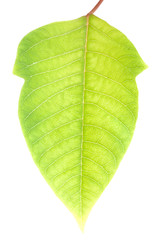 green leaf with clipping path