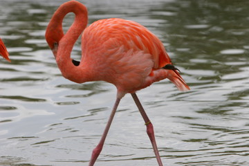 reflection flamingo