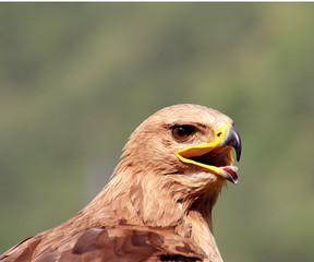 Steinadler