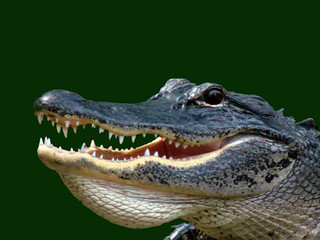 alligator headshot