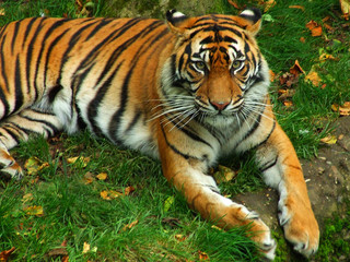 tiger