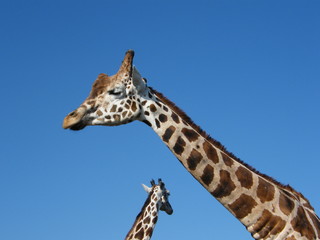 Giraffe