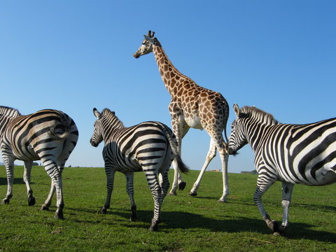 Fototapeta zebras and giraffe