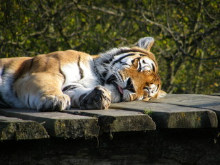 Sleeping Tiger
