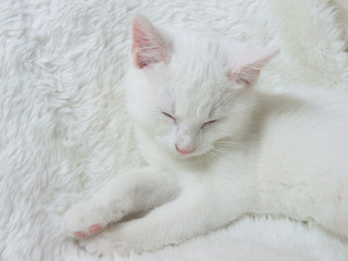 Fototapeta na wymiar Śpiąca Kitten