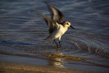 Strandläufer 01