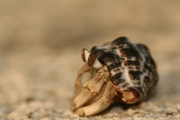 Crab in shell