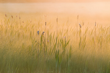 Naklejka premium Marsh at Sunrise in Fog