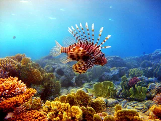 Fototapete Tauchen Rotfeuerfisch  © Hennie Kissling