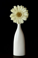 White gerbera