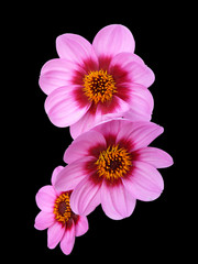 dahlia