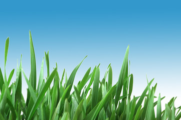 Fototapeta na wymiar Green grass isolated on the white background