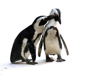 Penguin couple