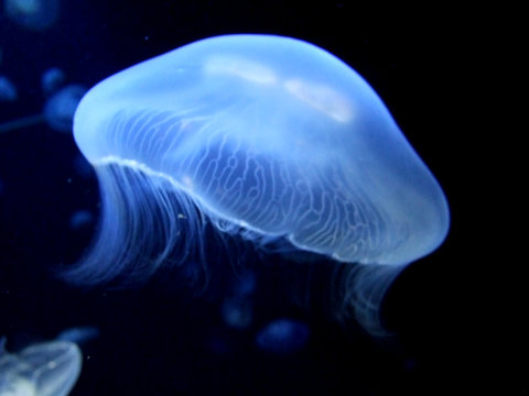 meduse 3