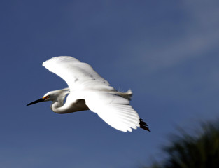 flying bird
