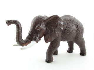 Obraz premium African elephant