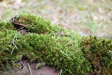 moss