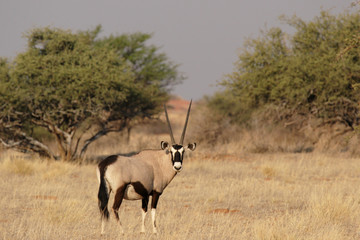 Oryx-Antilope