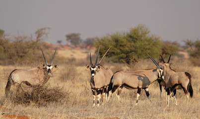 Naklejka na ściany i meble Oryx-Antilopen