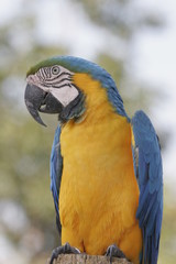 parrot