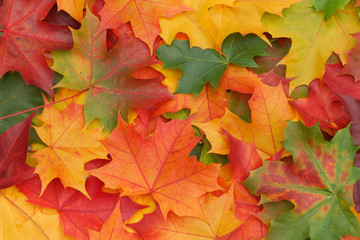 colorful maple leaf background