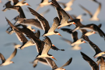 Black Skimmer Flock