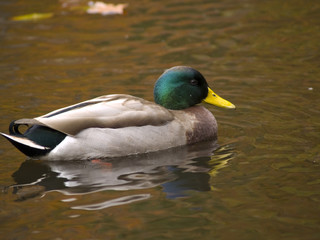 Duck