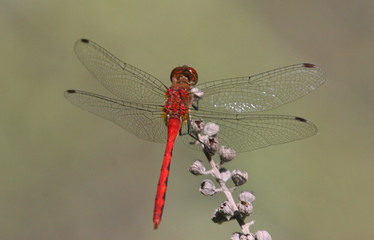 Red Meadowhawk Dragonfly
