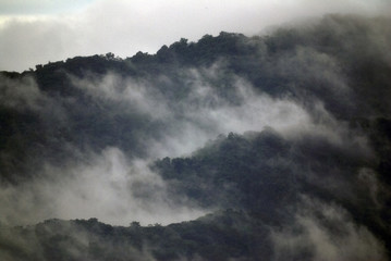 Nebelschwaden über dem Regenwald