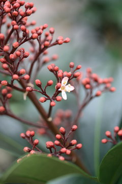skimmia japonica