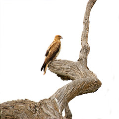 whistling kite