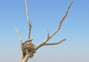 whistling kite