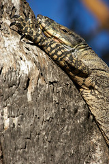 resting goanna