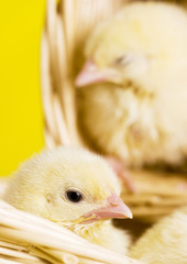 Small chicks in a basket