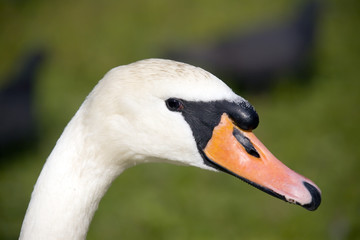 swan