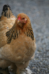 Huhn