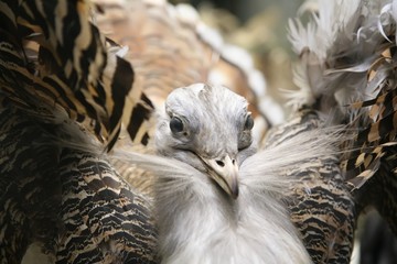 stuffed bird