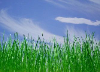 green grass1