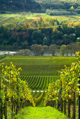 vineyards and forest