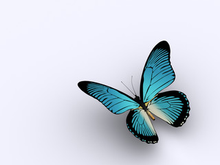 Butterfly 3