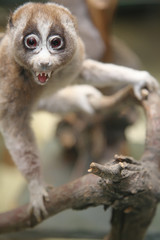 lemur
