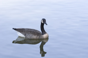 Goose Feeding