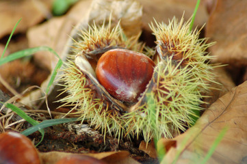Fresh Chestnut