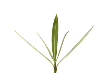 Oleander leaf on white background