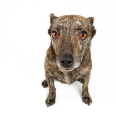 small dog isolated on white backgroud