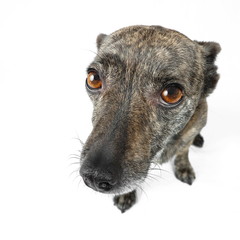 small dog isolated on white backgroud